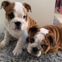 regalo-increible-cachorro-english-bulldog-macho-y-hembra-small-0