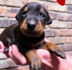 Regalo Increíble cachorro Doberman macho y hembra