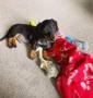 regalo-increible-cachorro-dachshunds-macho-y-hembra-small-0