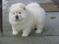 regalo-increible-cachorro-chow-chow-macho-y-hembra-small-0