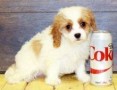 regalo-increible-cachorro-cavapoo-macho-y-hembra-small-0