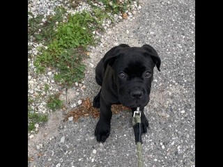 Regalo Increíble cachorro Cane Corso macho y hembra