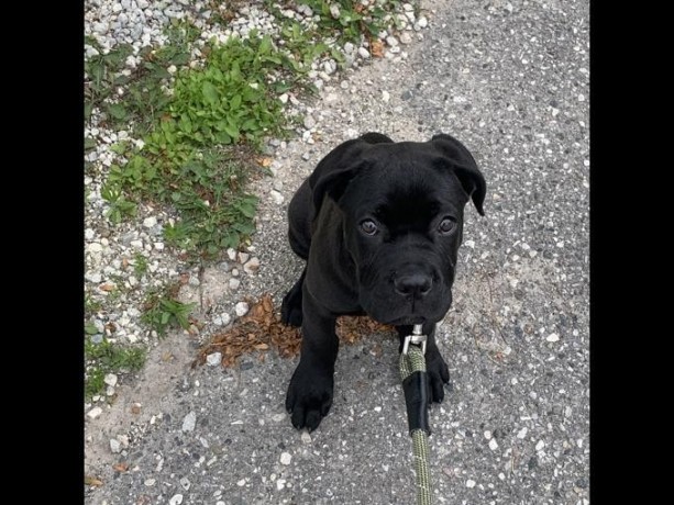 regalo-increible-cachorro-cane-corso-macho-y-hembra-big-0