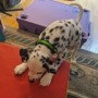 regalo-increible-cachorro-dalmata-macho-y-hembra-small-0