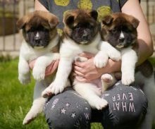 Regalo Increíble cachorro Akita macho y hembra