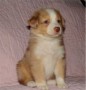 regalo-increible-cachorro-pastor-australiano-macho-y-hembra-small-0