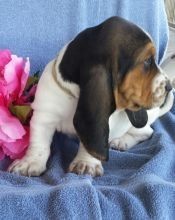 regalo-increible-cachorro-basset-hound-macho-y-hembra-big-0