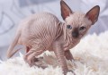 sphynx-kittens-small-0