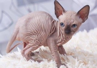 Sphynx kittens