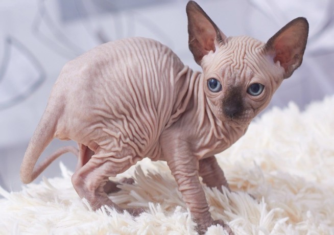 sphynx-kittens-big-0