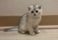 scottish-fold-small-0