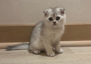 Scottish Fold