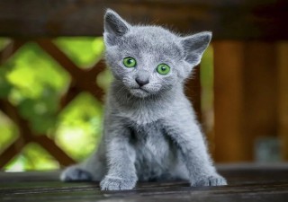 Russian Blue