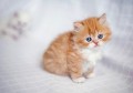 persian-kitten-small-0