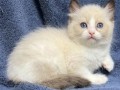 ragdoll-cat-small-0