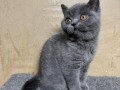 british-shorthair-small-0