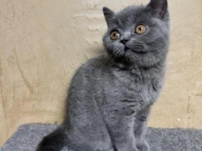 british-shorthair-big-0