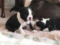 regalo-increible-cachorro-boston-terrier-macho-y-hembra-small-0