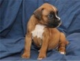 regalo-increible-cachorro-boxer-macho-y-hembra-small-0