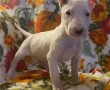 regalo-increible-cachorro-bull-terrier-macho-y-hembra-small-0