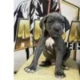 regalo-increible-cachorro-cane-corso-macho-y-hembra-small-0