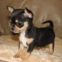 regalo-increible-cachorro-chihuahua-macho-y-hembra-small-0