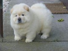 regalo-increible-cachorro-chow-chow-macho-y-hembra-big-0