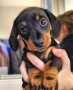 regalo-increible-cachorro-dachshunds-macho-y-hembra-small-0