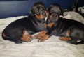 regalo-increible-cachorro-doberman-macho-y-hembra-small-0