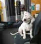 regalo-increible-cachorro-dogo-argentino-macho-y-hembra-small-0