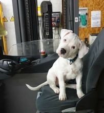 Regalo Increíble cachorro Dogo Argentino macho y hembra