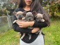 regalo-increible-cachorro-bulldog-frances-macho-y-hembra-small-0