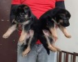 regalo-increible-cachorro-pastor-aleman-macho-y-hembra-small-0