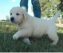 regalo-increible-cachorro-golden-retriever-macho-y-hembra-big-0