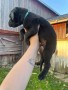 regalo-increible-cachorro-great-dane-macho-y-hembra-small-0