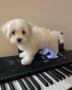 regalo-increible-cachorro-maltipoo-macho-y-hembra-small-0