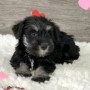 regalo-increible-cachorro-schnauzer-miniatura-macho-y-hembra-small-0