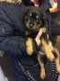 regalo-increible-cachorro-rottweiler-macho-y-hembra-small-0