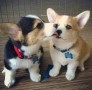 regalo-increible-cachorro-pembroke-welsh-corgi-macho-y-hembra-small-0