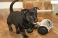 regalo-increible-cachorro-scottish-terrier-macho-y-hembra-small-0