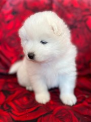 Regalo Increíble cachorro Samoyedo macho y hembra