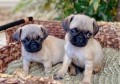 regalo-increible-cachorro-pug-macho-y-hembra-small-0