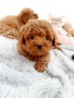 regalo-increible-cachorro-toy-poodle-macho-y-hembra-small-0