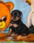 regalo-increible-cachorro-pinscher-macho-y-hembra-small-0