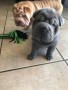 regalo-increible-cachorro-shar-pei-macho-y-hembra-small-0