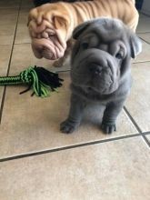 Regalo Increíble cachorro Shar Pei macho y hembra