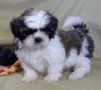 regalo-increible-cachorro-shih-tzu-macho-y-hembra-small-0