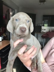 Regalo Increíble cachorro Weimaraner macho y hembra