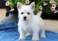 regalo-increible-cachorro-west-highland-white-terrier-macho-y-hembra-small-0