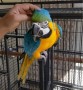 guacamayo-azul-y-dorado-ya-disponible-small-0